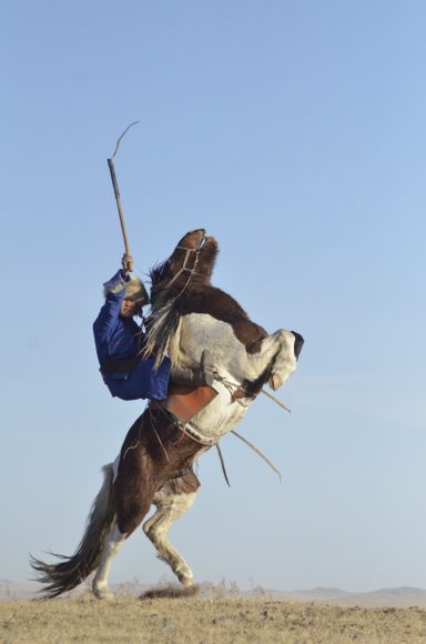 Mongole auf Pferd